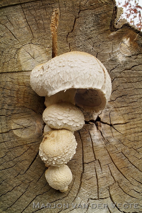 Wollige bundelzwam - Hemipholiota populnea