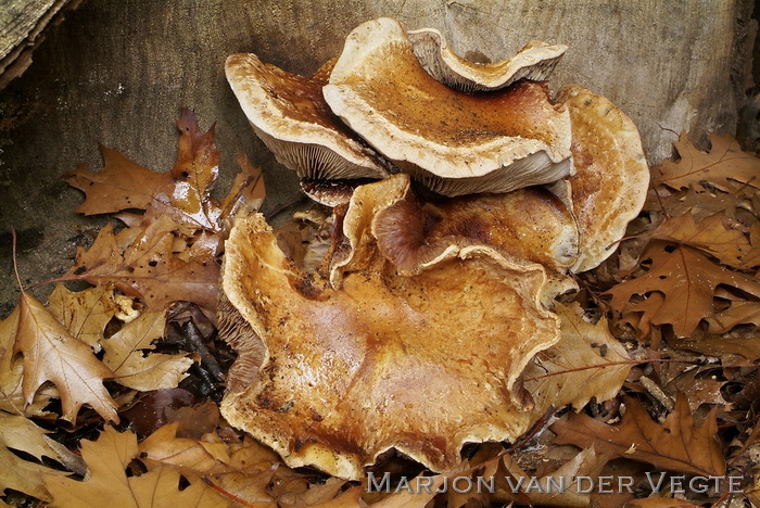 Wollige bundelzwam - Hemipholiota populnea