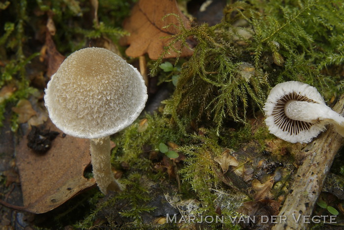 Wollige franjehoed - Psathyrella artemisiae