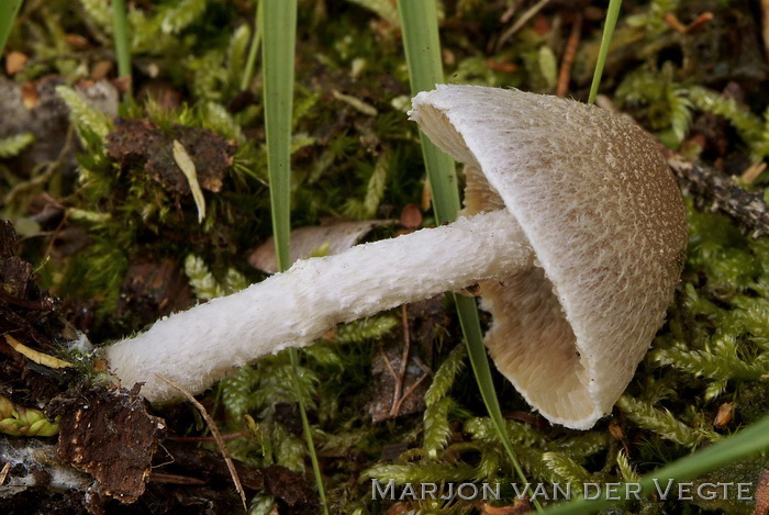 Wollige franjehoed - Psathyrella artemisiae