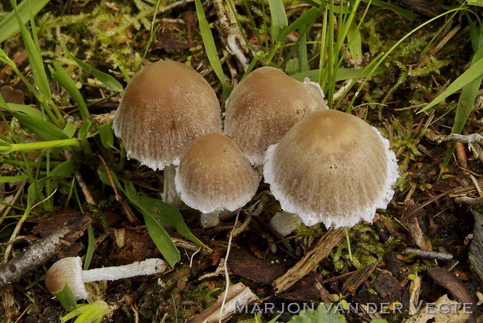 Wollige franjehoed - Psathyrella artemisiae