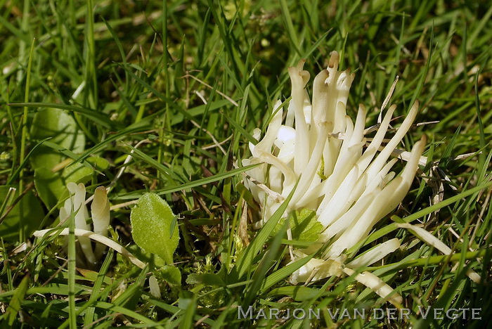 Wormvormige knotszwam - Clavaria fragilis