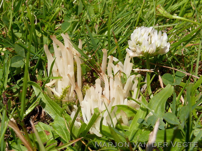 Wormvormige knotszwam - Clavaria fragilis