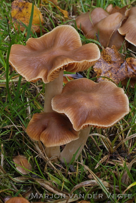 Wortelende gordijnzwam - Cortinarius rigens