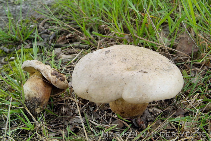 Wortelende boleet - Caloboletus radicans