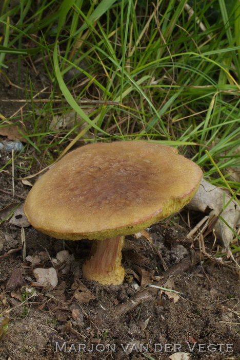 Bruingele fluweelboleet - Xerocomellus bubalinus