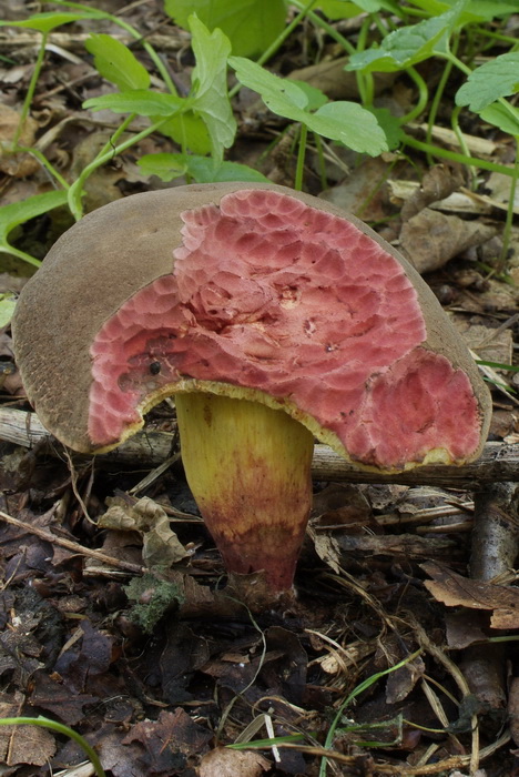 Roodstelige fluweelboleet - Xerocomellus chrysenteron