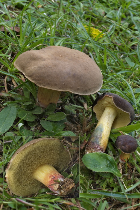 Blauwvlekkende fluweelboleet - Xerocomellus cisalpinus