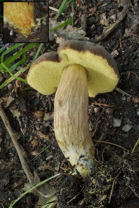 Blozende fluweelboleet - Xerocomellus engelii