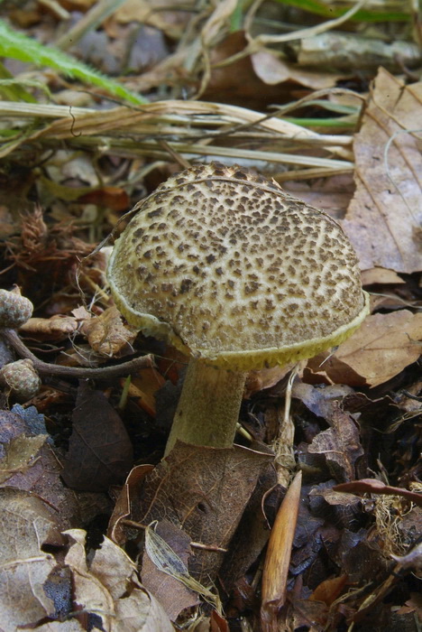 Sombere fluweelboleet - Xerocomus porosporus