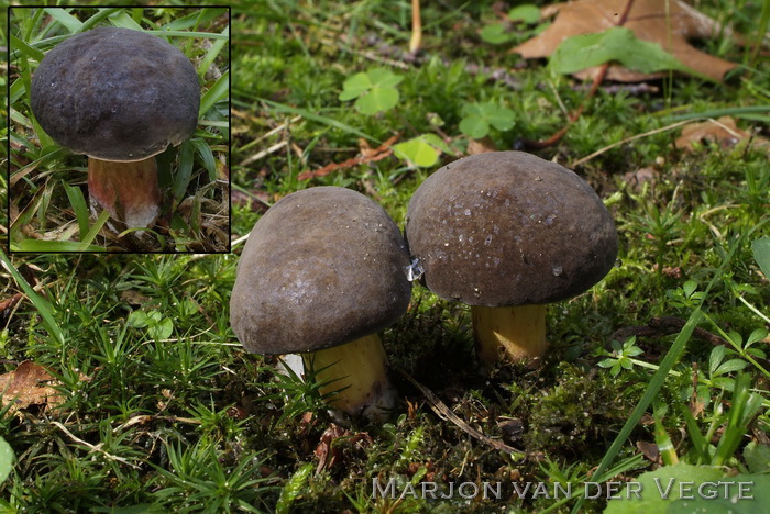 Blauwvlekkende fluweelboleet - Xerocomellus cisalpinus