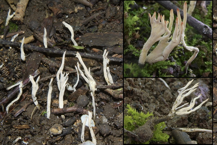 Meidoornbes geweizwam - Xylaria oxyacanthae