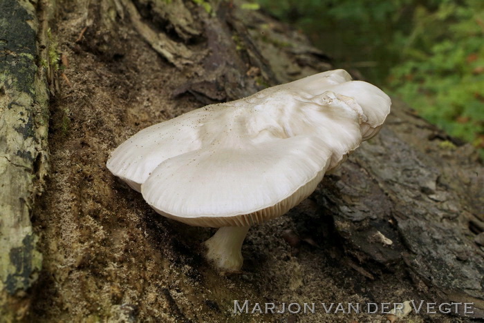 Zaagselhertenzwam - Pluteus petasatus