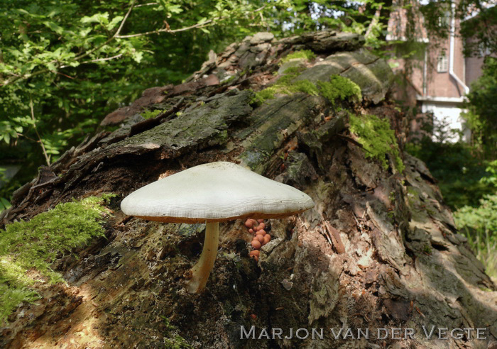 Zaagselhertenzwam - Pluteus petasatus