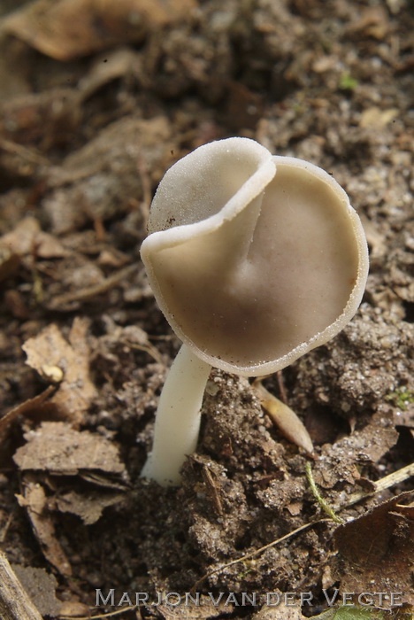 Zadelkluifzwam - Helvella ephippium