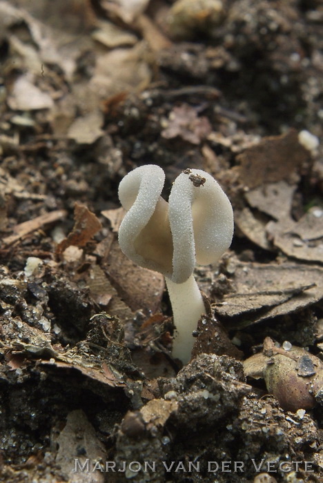 Zadelkluifzwam - Helvella ephippium