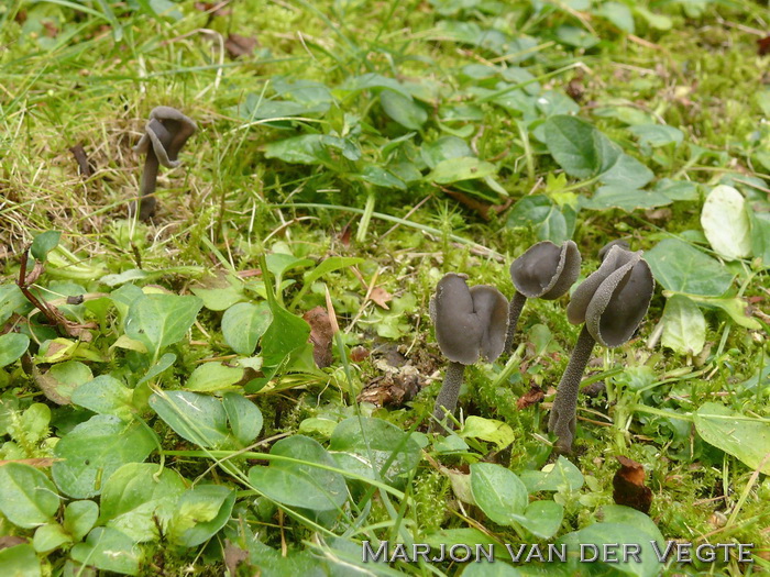 Roetkluifzwam - Helvella atra