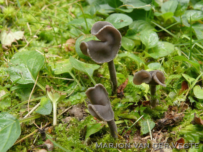 Roetkluifzwam - Helvella atra