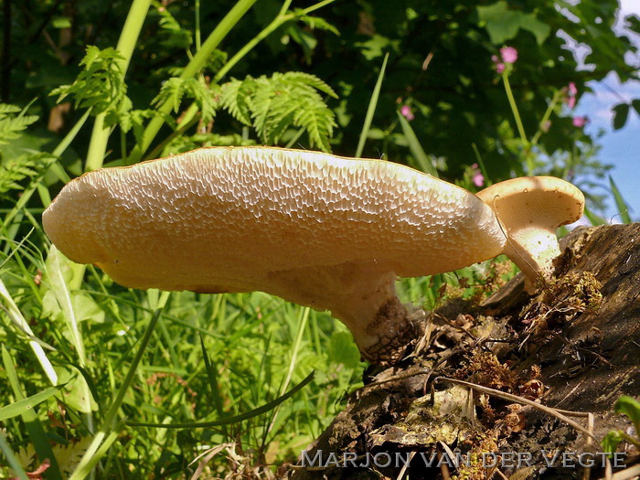 Zadelzwam - Polyporus squamosus