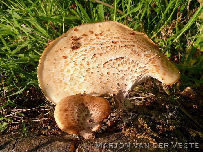 Zadelzwam - Polyporus squamosus