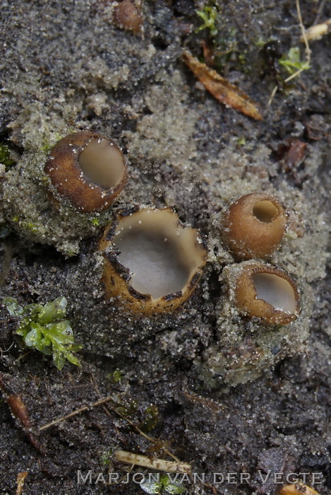 Zandputje - Geopora arenicola