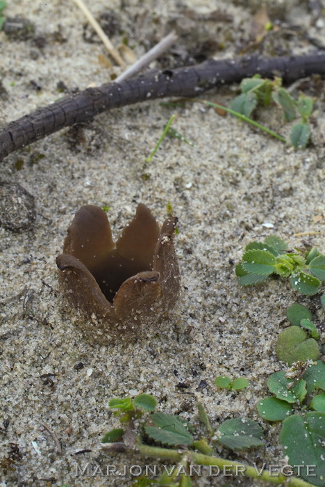 Zandtulpje - Peziza ammophila