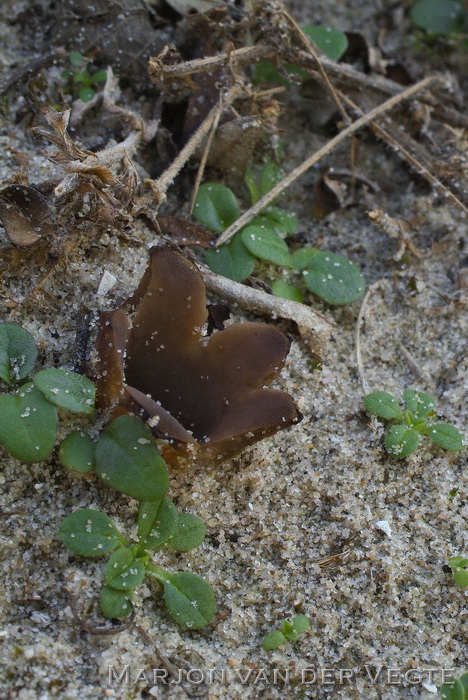 Zandtulpje - Peziza ammophila