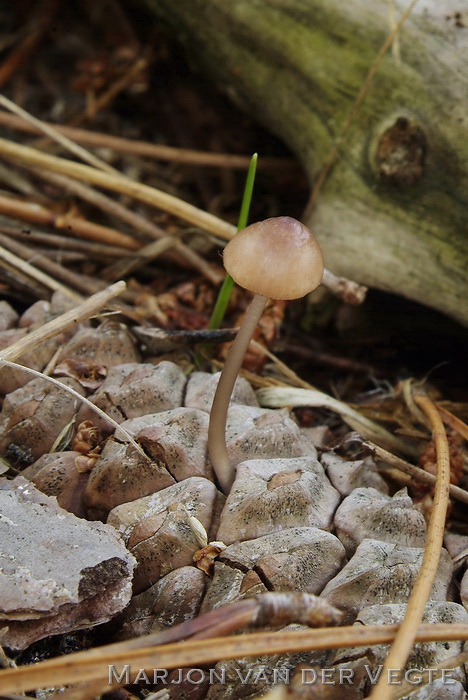 Zeedenmycena - Mycena seynesii