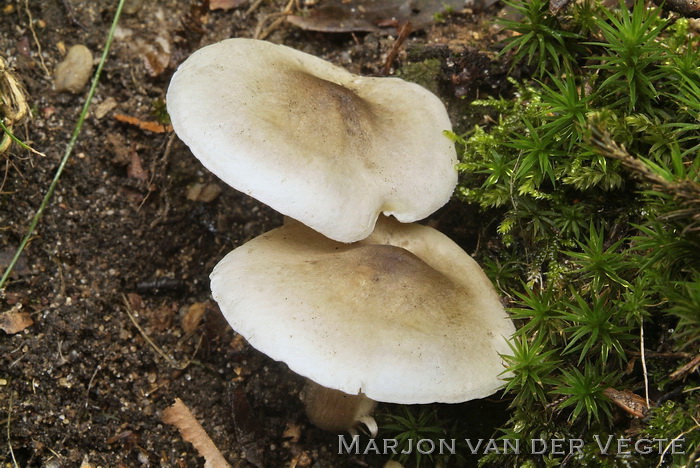 Zeepzwam - Tricholoma saponaceum