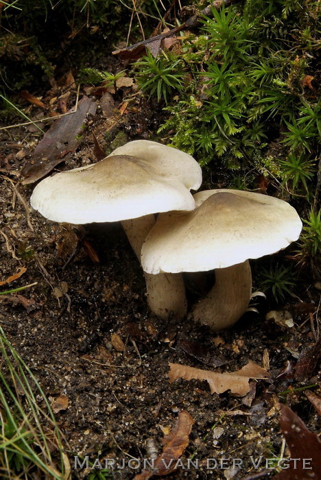 Zeepzwam - Tricholoma saponaceum