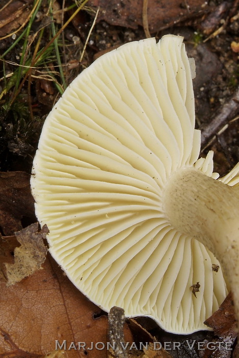 Zeepzwam - Tricholoma saponaceum