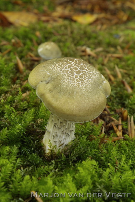 Zeepzwam - Tricholoma saponaceum