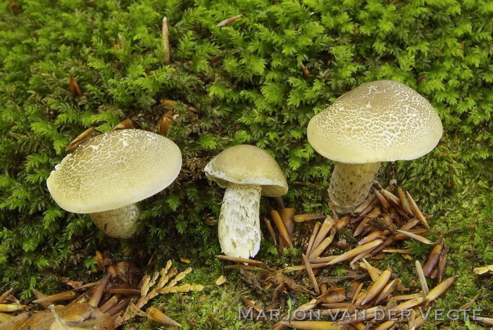 Zeepzwam - Tricholoma saponaceum