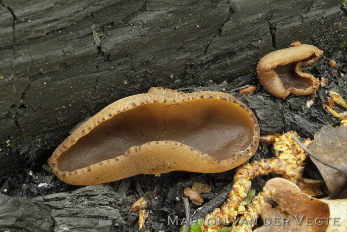 Zemelige brandplekbekerzwam - Peziza echinospora