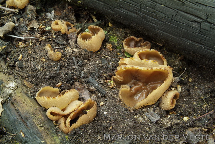 Zemelige brandplekbekerzwam - Peziza echinospora