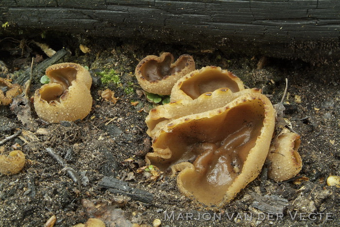 Zemelige brandplekbekerzwam - Peziza echinospora