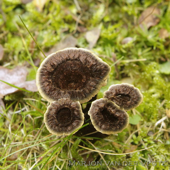 Zijdetolzwam - Coltricia cinnamomea