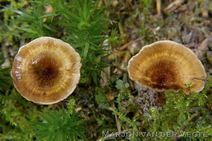 Zijdetolzwam - Coltricia cinnamomea