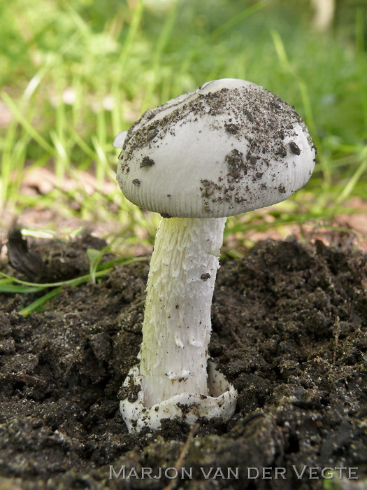 Zilvergrijze amaniet - Amanita mairei