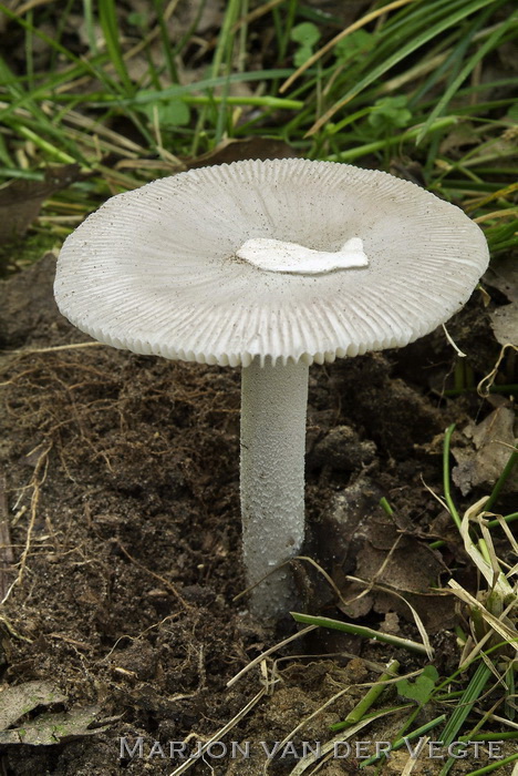 Zilvergrijze amaniet - Amanita mairei