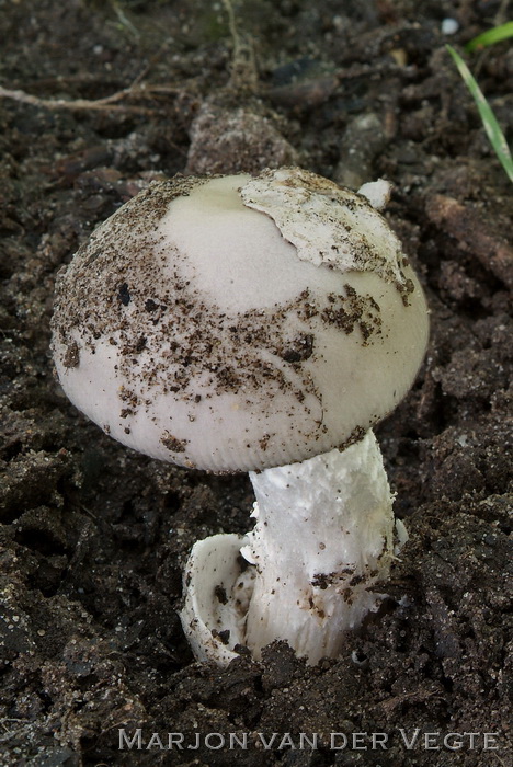 Zilvergrijze amaniet - Amanita mairei