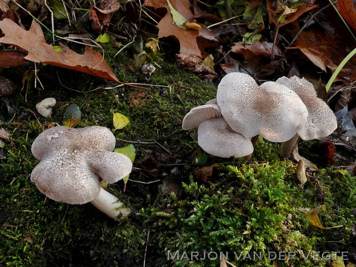 Zilvergrijze ridderzwam - Tricholoma scalpturatum