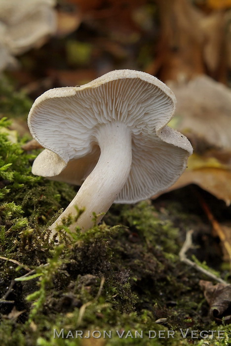 Zilvergrijze ridderzwam - Tricholoma scalpturatum