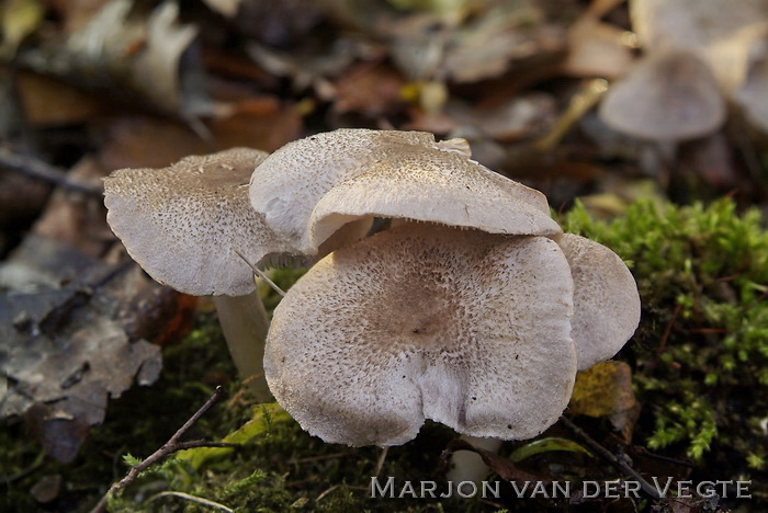 Zilvergrijze ridderzwam - Tricholoma scalpturatum