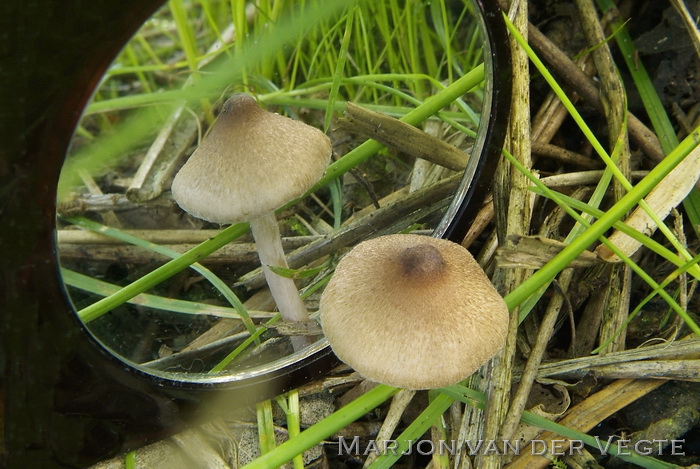 Zilversteelvezelkop - Inocybe curvipes