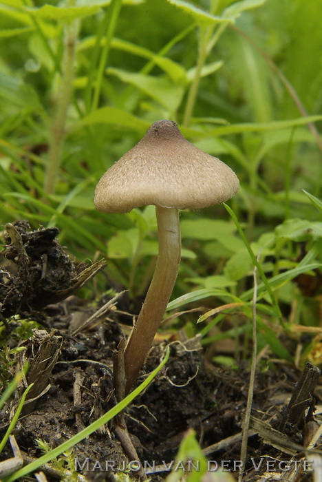 Zilversteelvezelkop - Inocybe curvipes