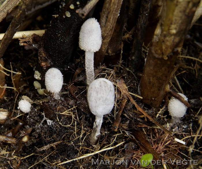 Zompinktzwam - Coprinopsis martinii