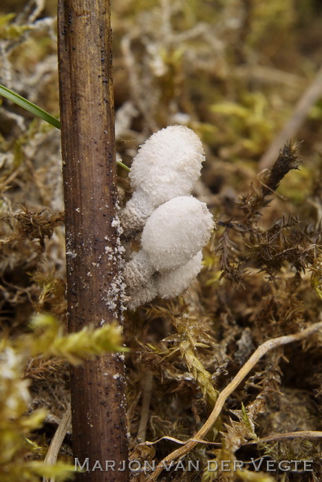 Zompinktzwam - Coprinopsis martinii