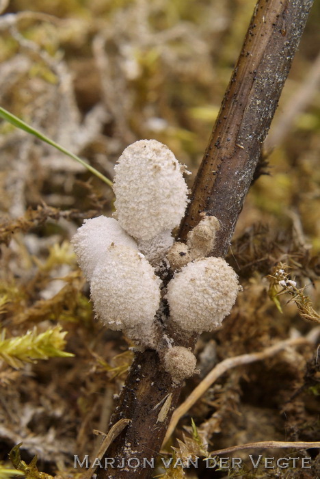 Zompinktzwam - Coprinopsis martinii