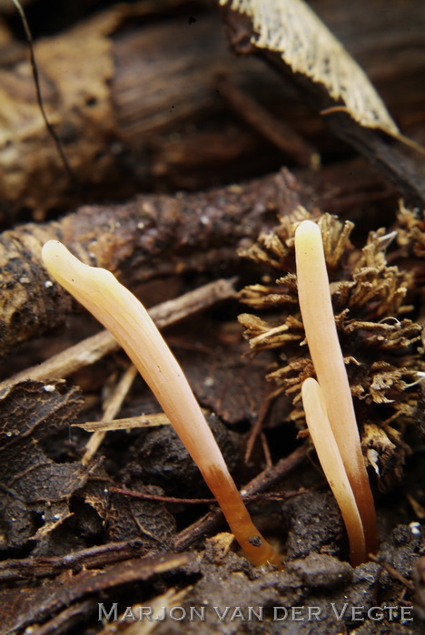 Fraaie knotszwam - Clavulinopsis laeticolor